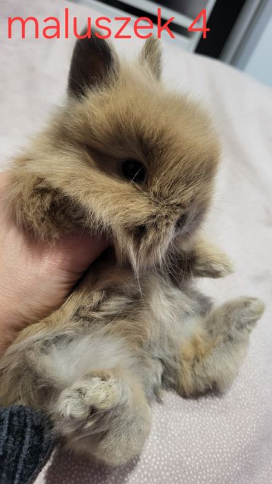 Teddy króliczek miniaturka , kroliczki