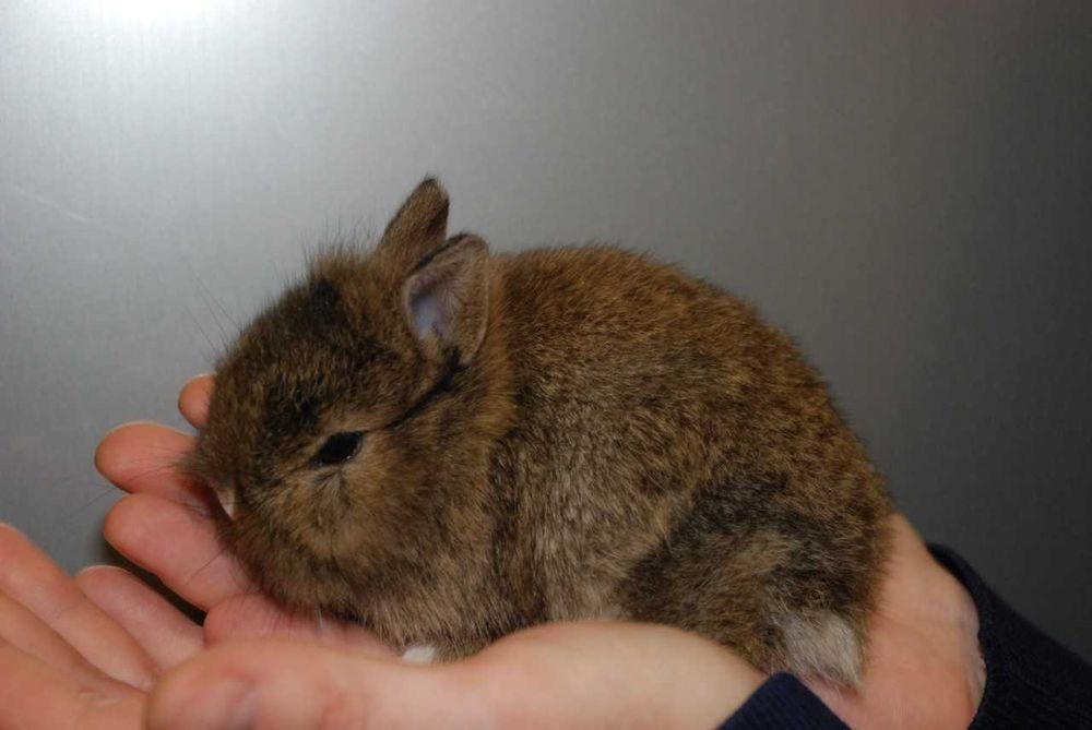 Рyчні карликові кроленята