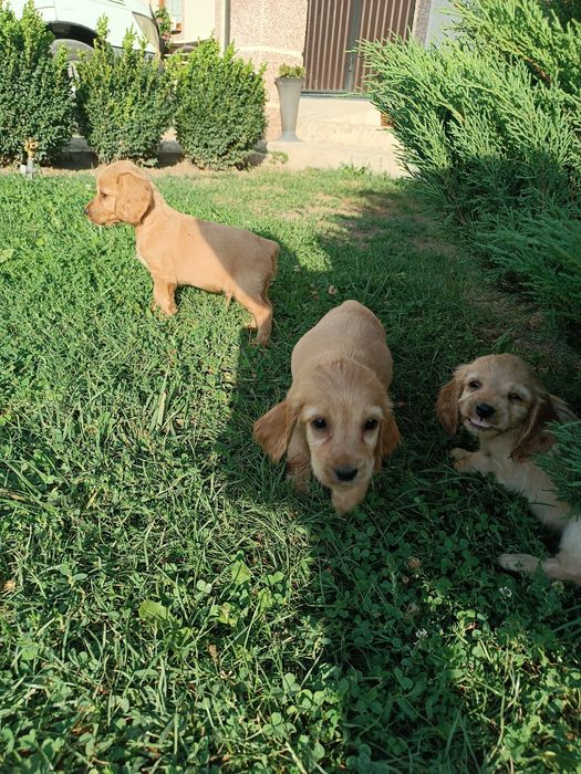 Коккер спаніель англійська.