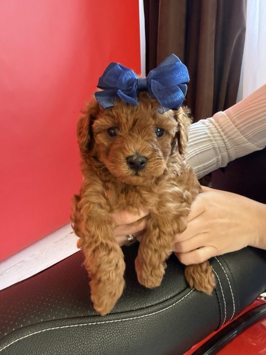 Цуценя мультіпу f2