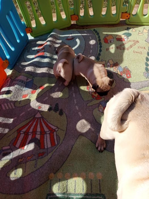 Szczeniak Mops - Dziewczynka