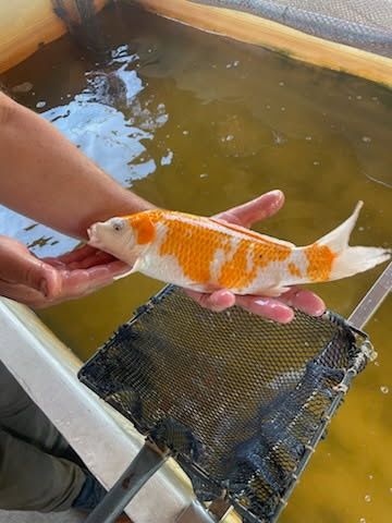 Lin narybek 12-16cm. Karp, amur, Jesiotr