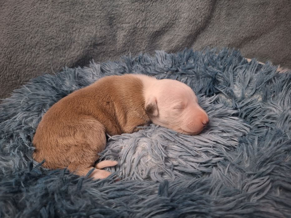 Whippet szczenię piesek FCI
