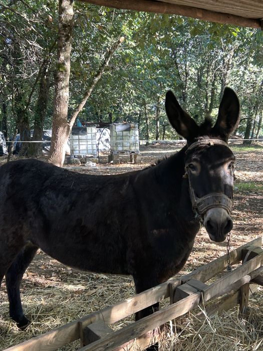 Burra Cruzada com 5 anos