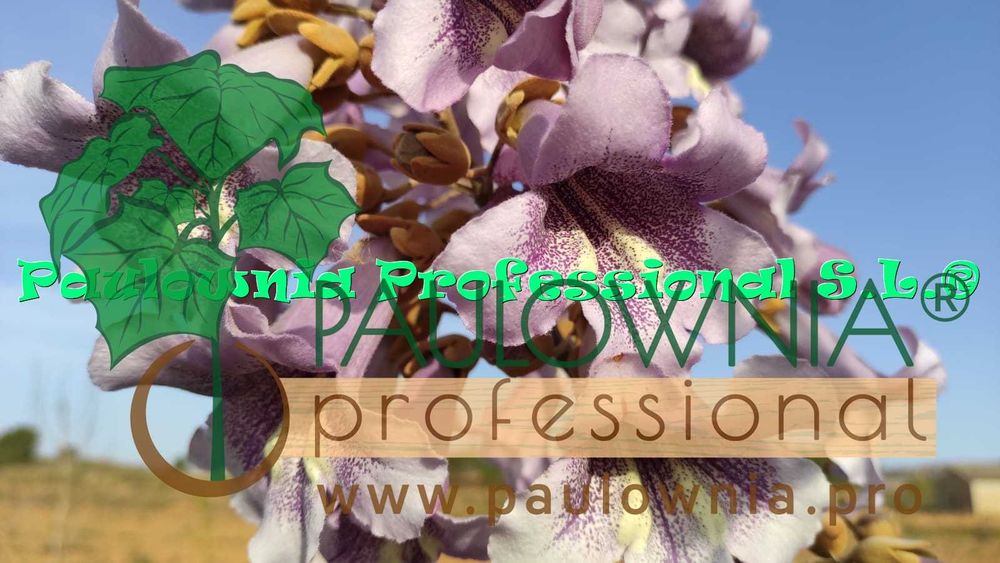 1.	Árvores Paulownia com desconto. Variedade estéril.