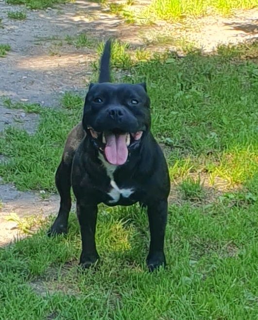 Staffik Staffordshire Bull Terrier REPRODUKTOR