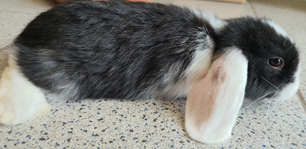Coelhos belier e mini holandês