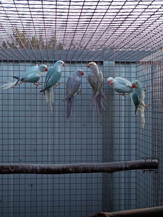 Ringnecks opalinos e CC de 2026