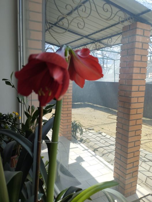 Гиппеаструм большой