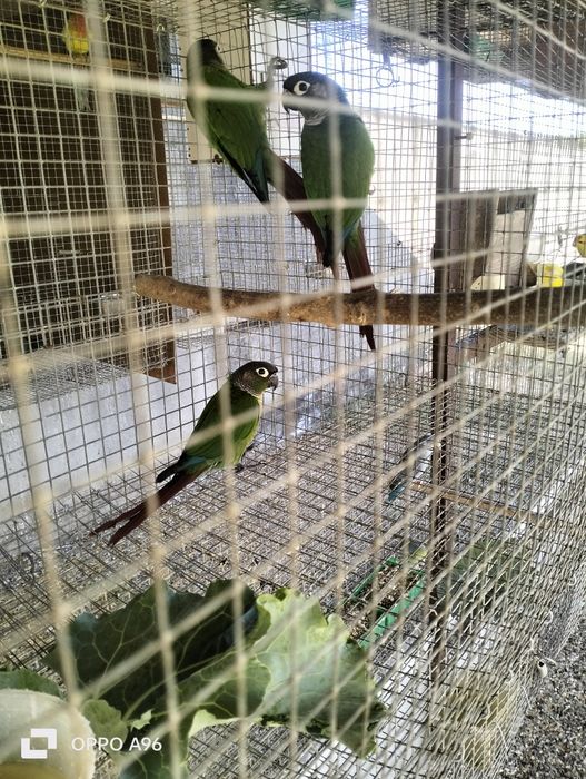 Ring Necks e pyhurras