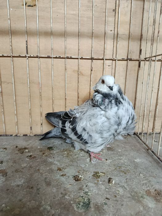 Mewka chińska gołąb chiński