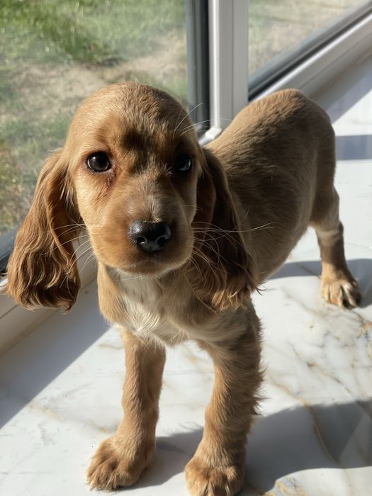Cocker Spaniel Angielski suczka