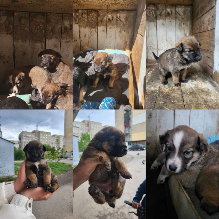 Безкоштовно віддам цуциків