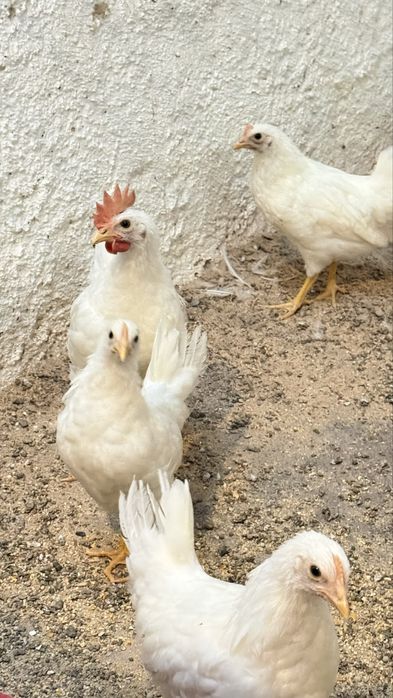 Vendo galo leghorn