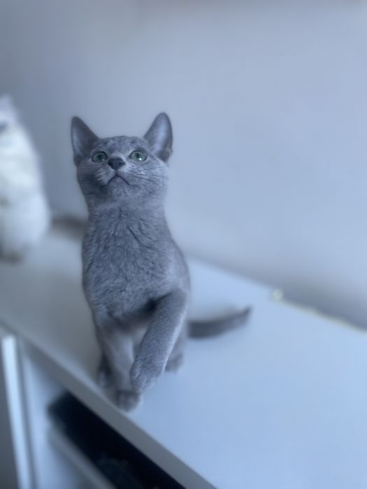 Kocurek Rosyjski Niebieski LEO