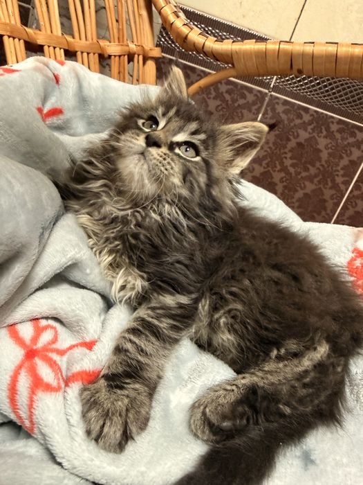 Кошенята Мейн-кун