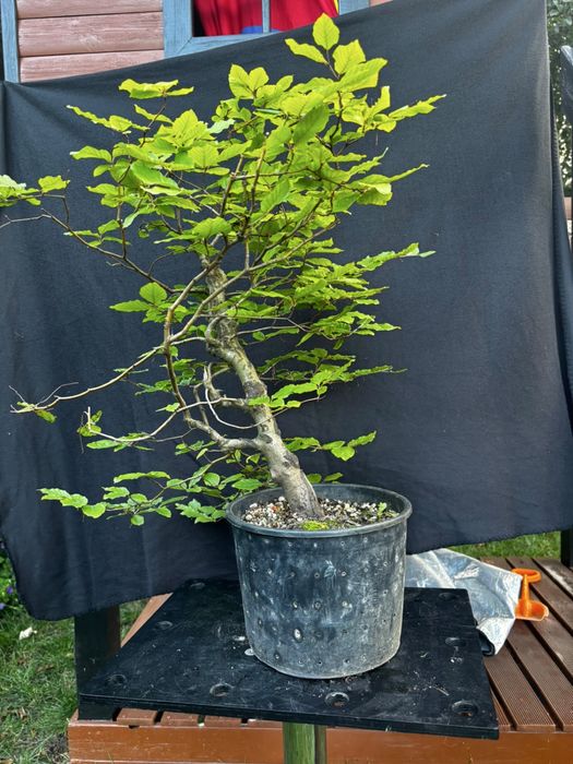 Drzewka bonsai rozne