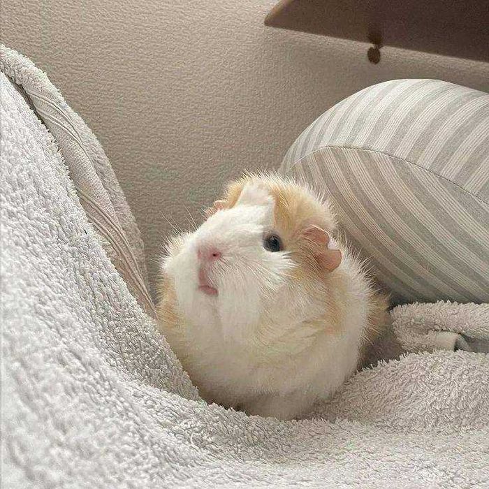 Морські свинки для дому різних порід та окрасів