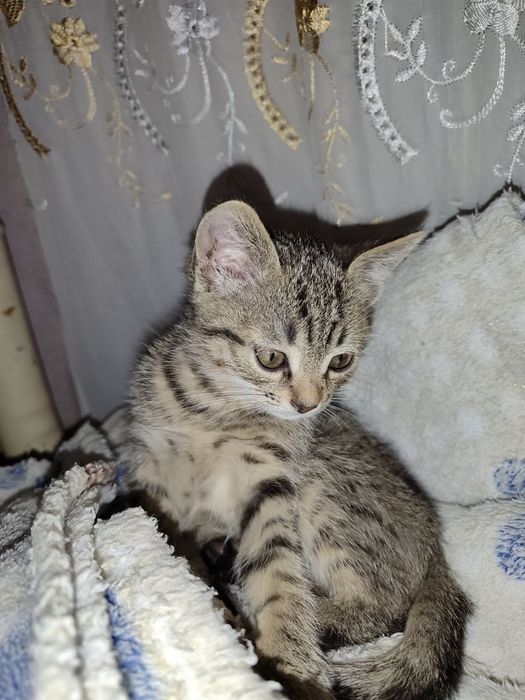 Хороший мальчик .