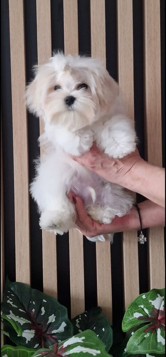 Maltańczyk z rodowodem FCI