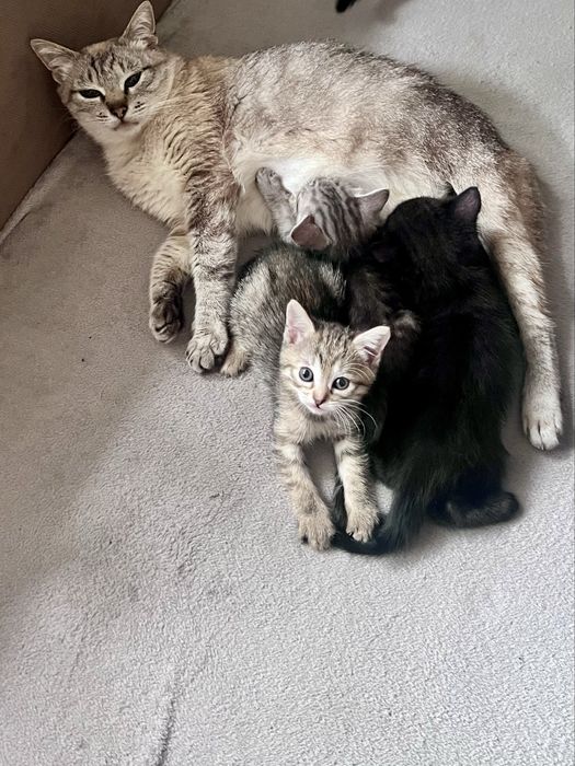 Кошенята безкоштовно