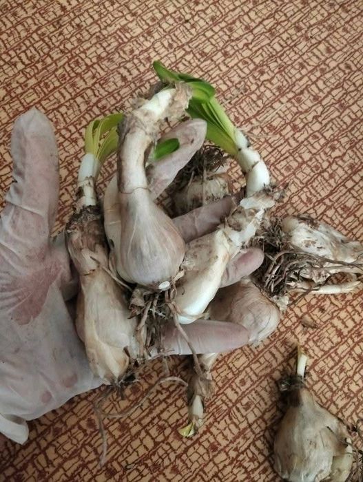 Продам цибулинки неріне