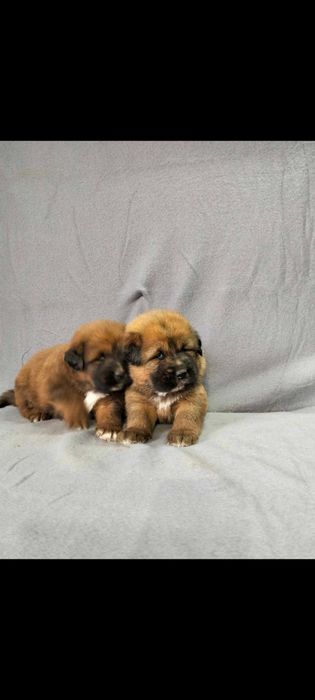 Mastif tybetański - suczka