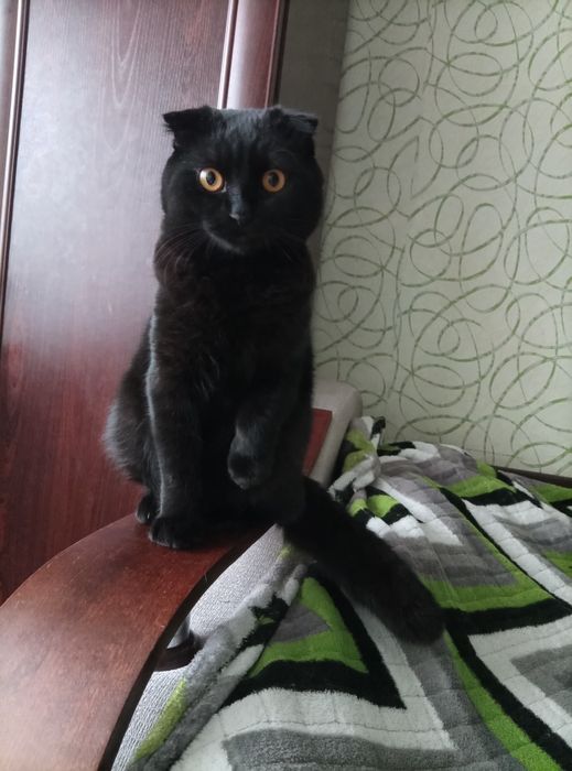 В'язка шотландець вислоухий