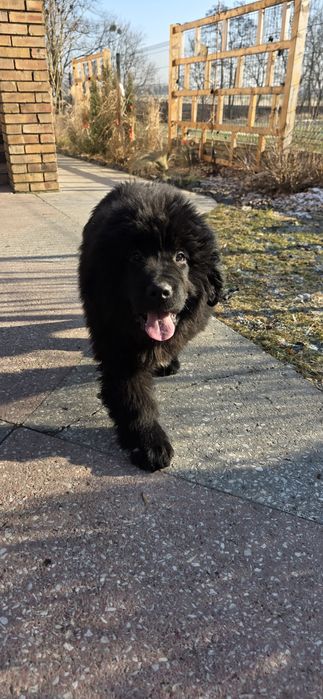 Piesek szczenię 4msc Nowofundland Wodołaz Zkwp Fci