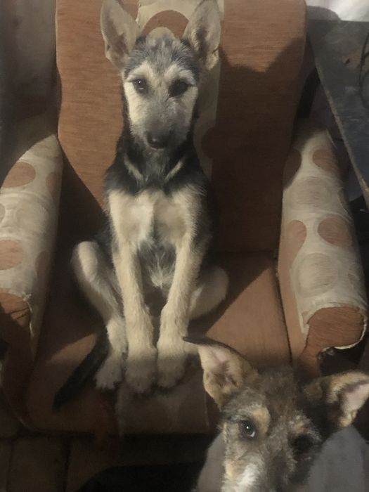 Девочка и мальчик