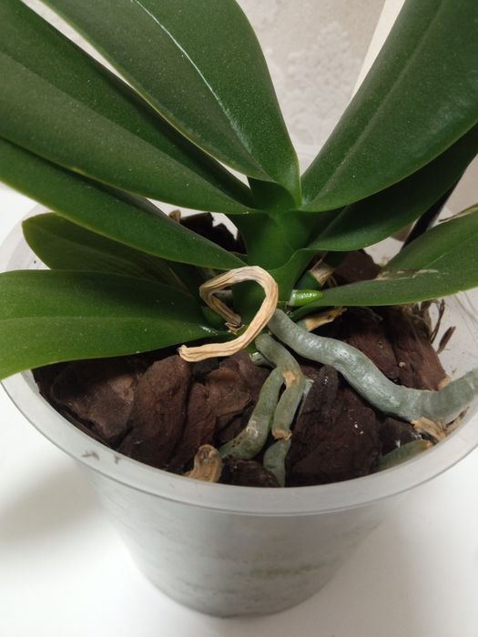 Орхідея мультифлора