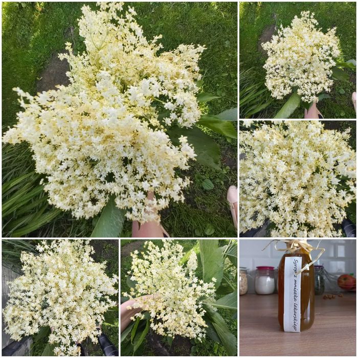 Syrop z kwiatów czarnego bzu