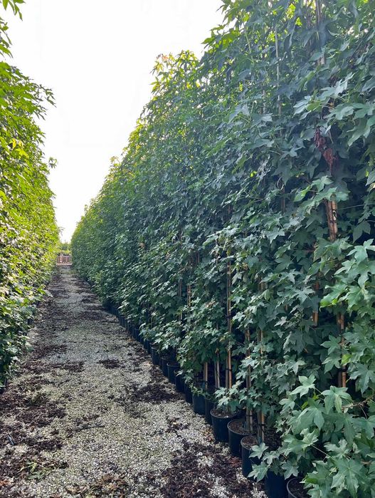 Ambrowiec amerykański - Liquidambar styraciflua HURT / DETAL