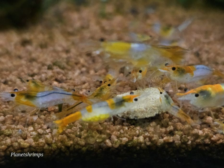 Krewetka, krewetki neocaridina Orange
