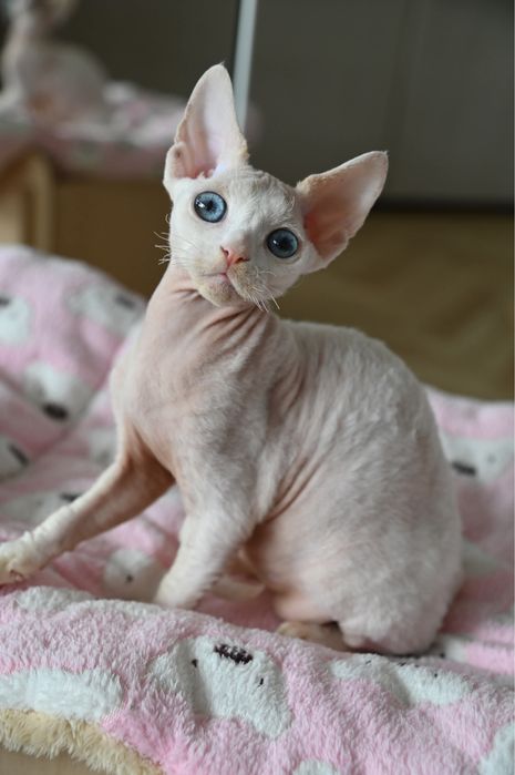 Kocurek  Devon Rex
