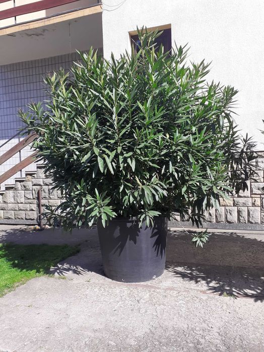 OLEANDER różowo-czerwony 2 szt.