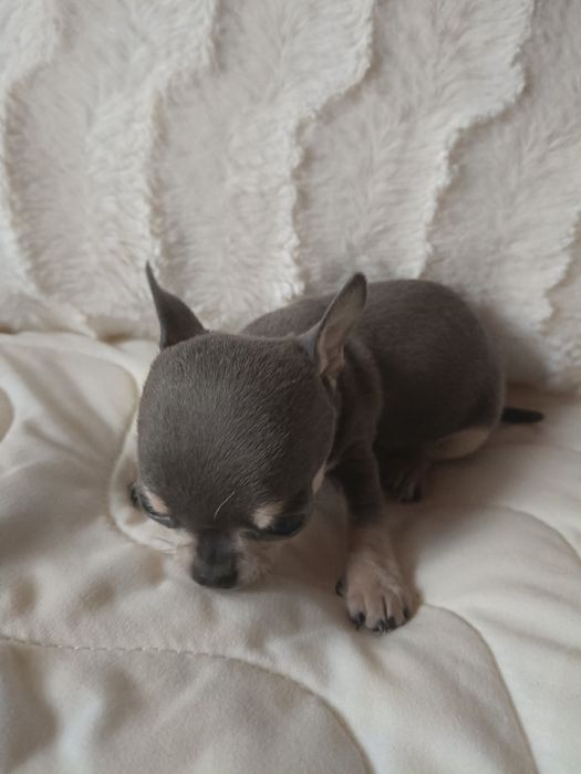 Chihuahua suczka blue xxs