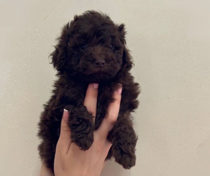 Дівчинка супер шоколдака той Пудель