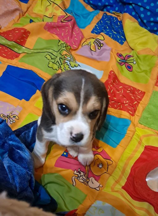 Біглюшки! Документи! 2 міс!