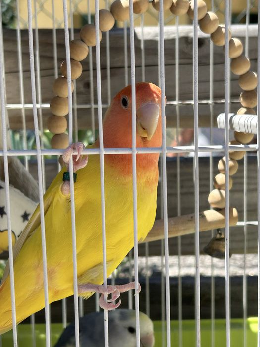 Vendo varias aves