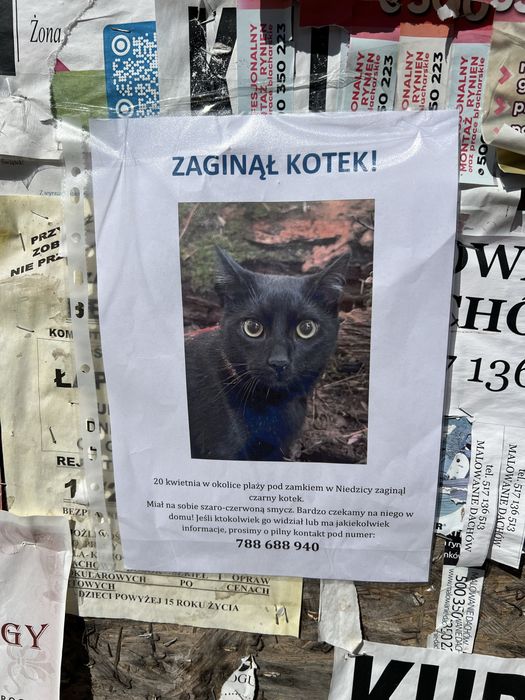 Pilnie! ZAGINĄŁ czarny kotek! Niedzica-Zamek