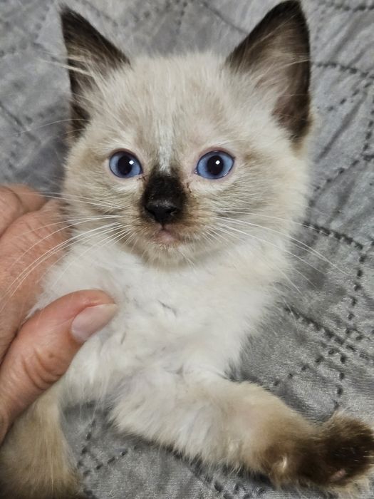 Cudne  Kotki  Ragdoll