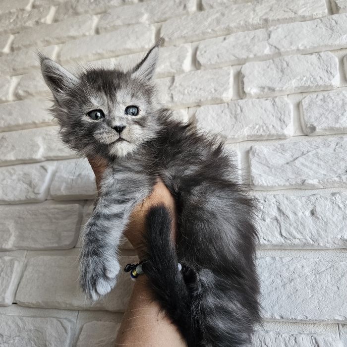 Kocurek Maine coon rodowód Fpl