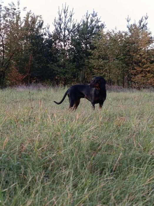 Oddam Gończy Polski