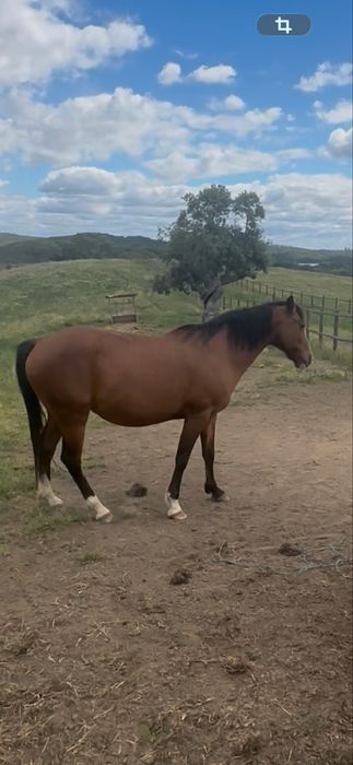 Egua com 14 anos Montada