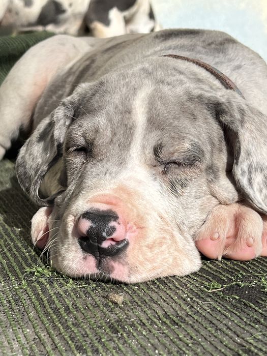 Dogue alemao merle com Lop