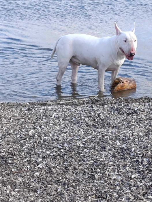 Бультерьер для вязки