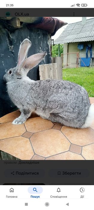 Кролі породи шиншила