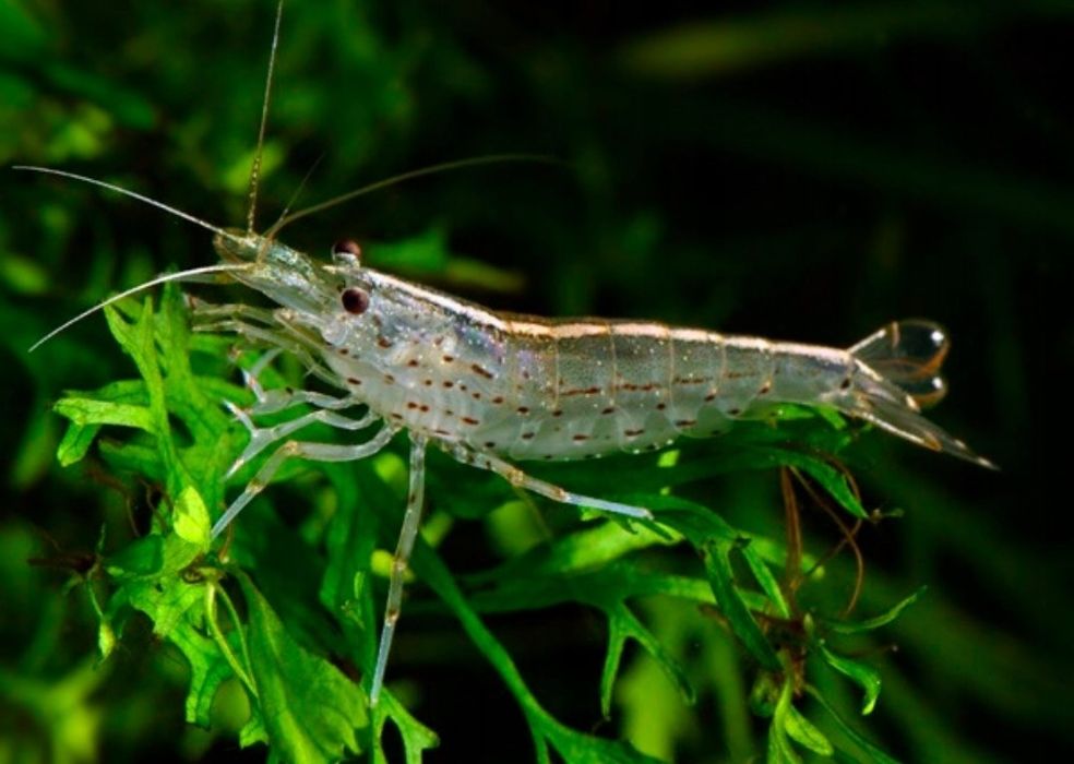 Krewetki neocardina  mix
