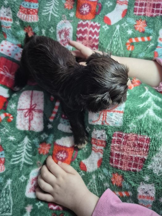 Fido mini chlopczyk Shih Tzu unikatowy maluch/ domowa hodowla